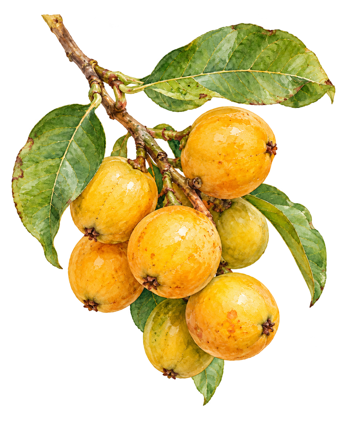 Murici
